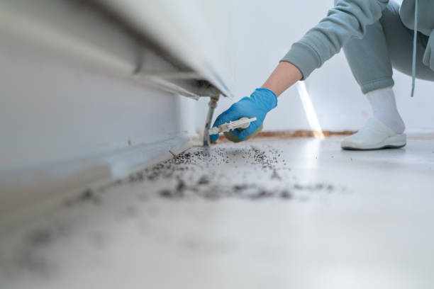 Best Termite Control Services  in Pasadena, TX